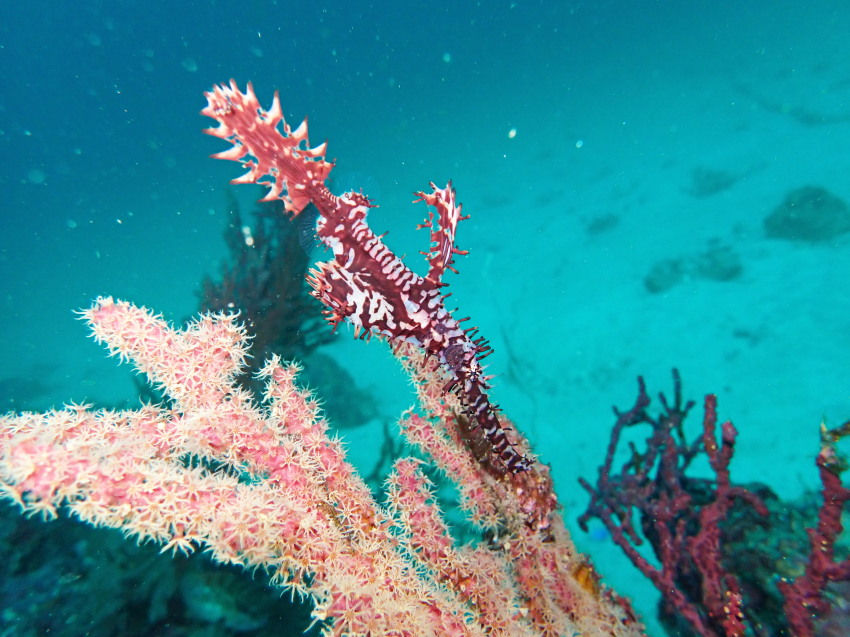 やっと潜れる日が続いています