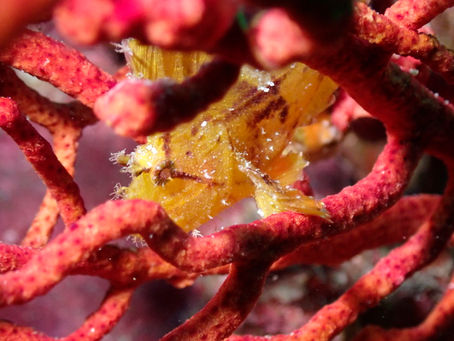 本当に11月ですか。。