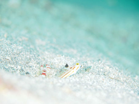 今年は季節来遊魚が少なめですが・・・