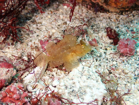 今日はヨコバマ情報