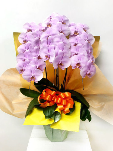 販促用3つ折りＰＯＰ(540mm✕400mm) ピンクスウィーツ　鋳薔薇それから 販促用3つ折りPOP(540mm✕400mm) ピンクスウィーツ 鋳薔薇