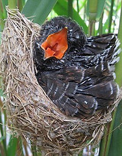 Masters of disguise_ Scientists discover how the cuckoo infiltrates other birds nests.jpg
