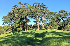 Waiheke.png