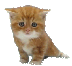 c21ff853434aa4fb388bdce2b971c7a9.gif