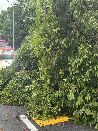 Pokok tumbang: Kerajaan, JKR diarah bayar lebih RM750,000 kepada dua beranak