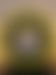 PMO tentukan kelulusan projek Jana Wibawa, rundingan terus atau tender terbuka - Saksi