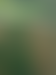 Laluan FT 185 Simpang Pulai-Cameron Highlands selamat