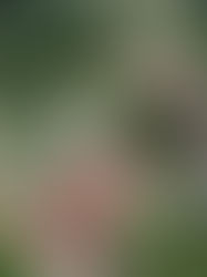 Projek tebatan banjir di Sungai Buloh perlu dipercepatkan untuk menangani masalah banjir kilat, hujan lebat berterusan menyebabkan lebih 200 rumah di kawasan sekitar terjejas