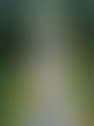 Fasa 1B Pan Borneo diberi kepada kontraktor tidak layak, kata Bung Moktar di Parlimen