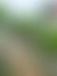 Buluh madu ganti pagar: MB Kedah cadang solusi kos efisien