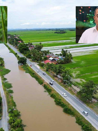 Buluh madu ganti pagar: MB Kedah cadang solusi kos efisien