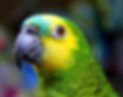 PAPAGAIO VERDADEIRO.jpg