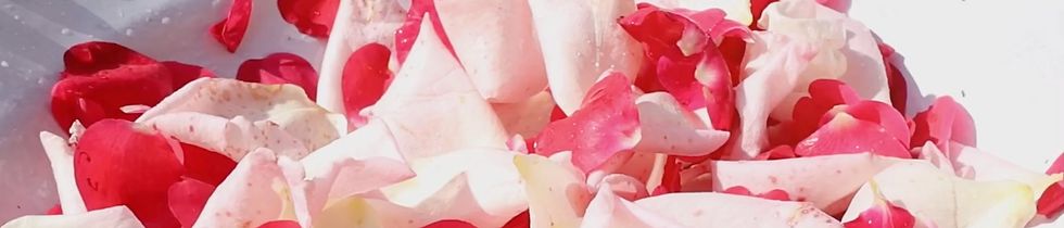 MONU_RosePetals_Banner.png