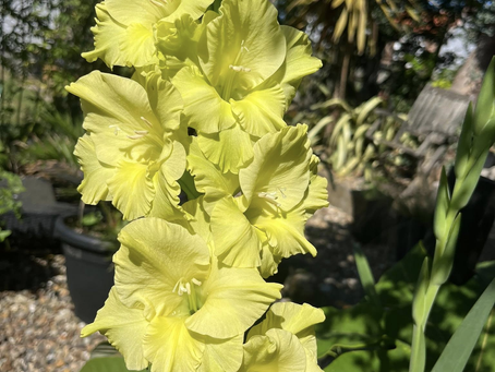 Gladiolus Kio (Sword Lily)š