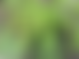 Fatsia polycarpa Green Fingers (Japanese Fig Leaf Palm) š±