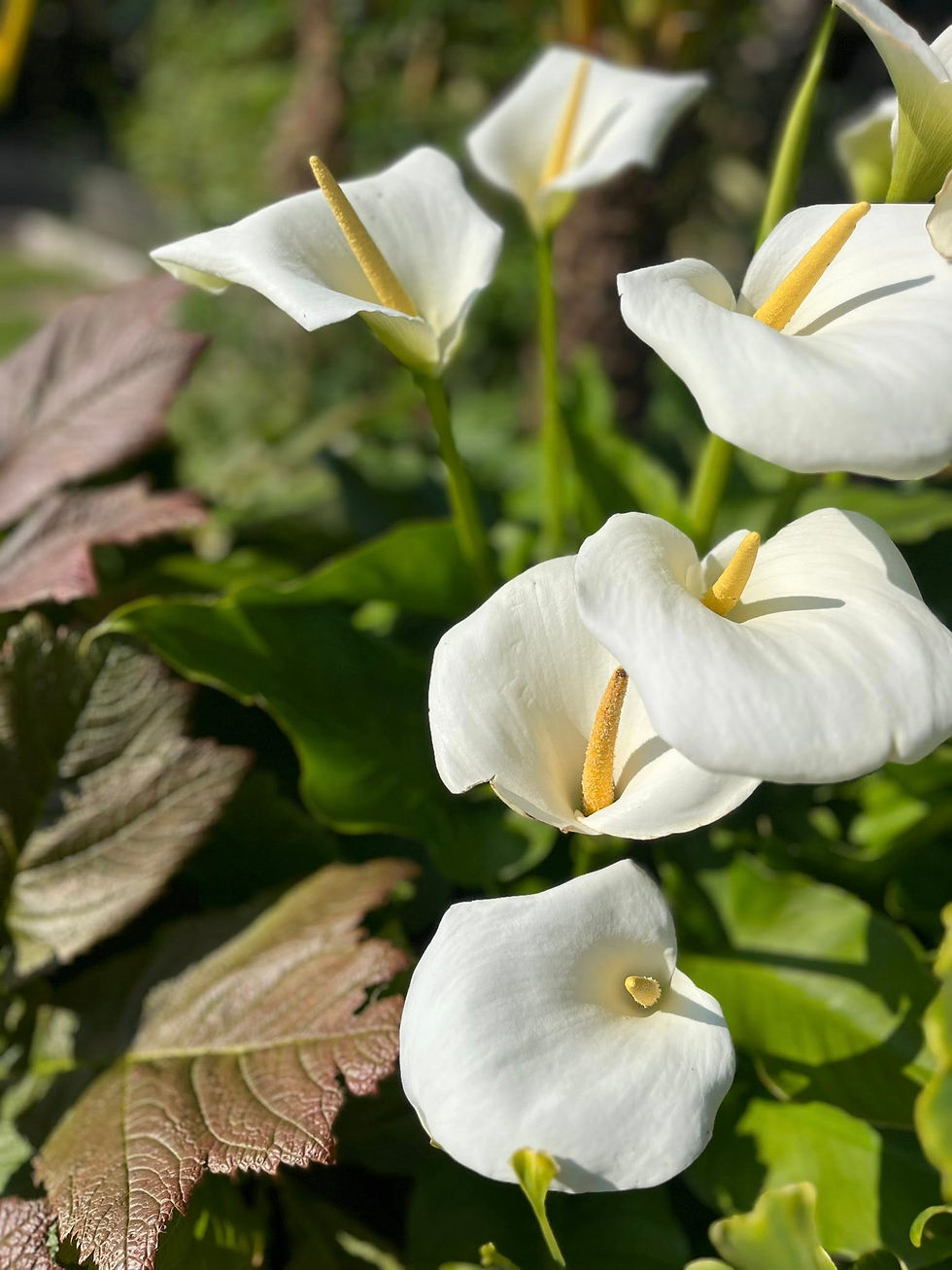 Spathes are formed from a single petal-like bract: they are the white scrolled, trumpet or chalice shaped 'flowers' that Zantedeschias produce.