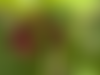 Autumn & Berriesā¦. š±