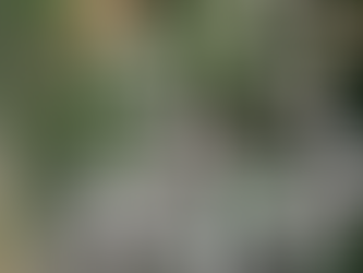 ‘Gypsophila Paniculata Snowflake’