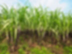 Calcium Carbonate for Agricultural