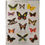 Thumbnail: Ultimate Sticker Book Butterflies
