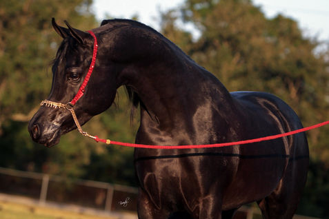 EA JAVA (True Colours x Alize)