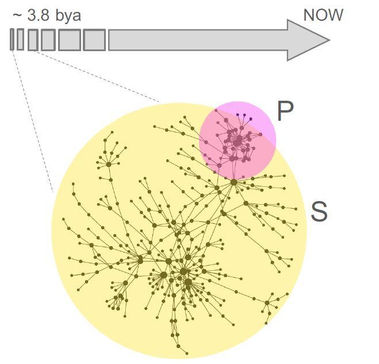 New Publication by Josh Goldford and Daniel Segrè