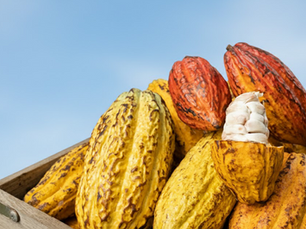 Brasil atinge o marco de mais de 150 Indicações Geográficas registradas perante o INPI!