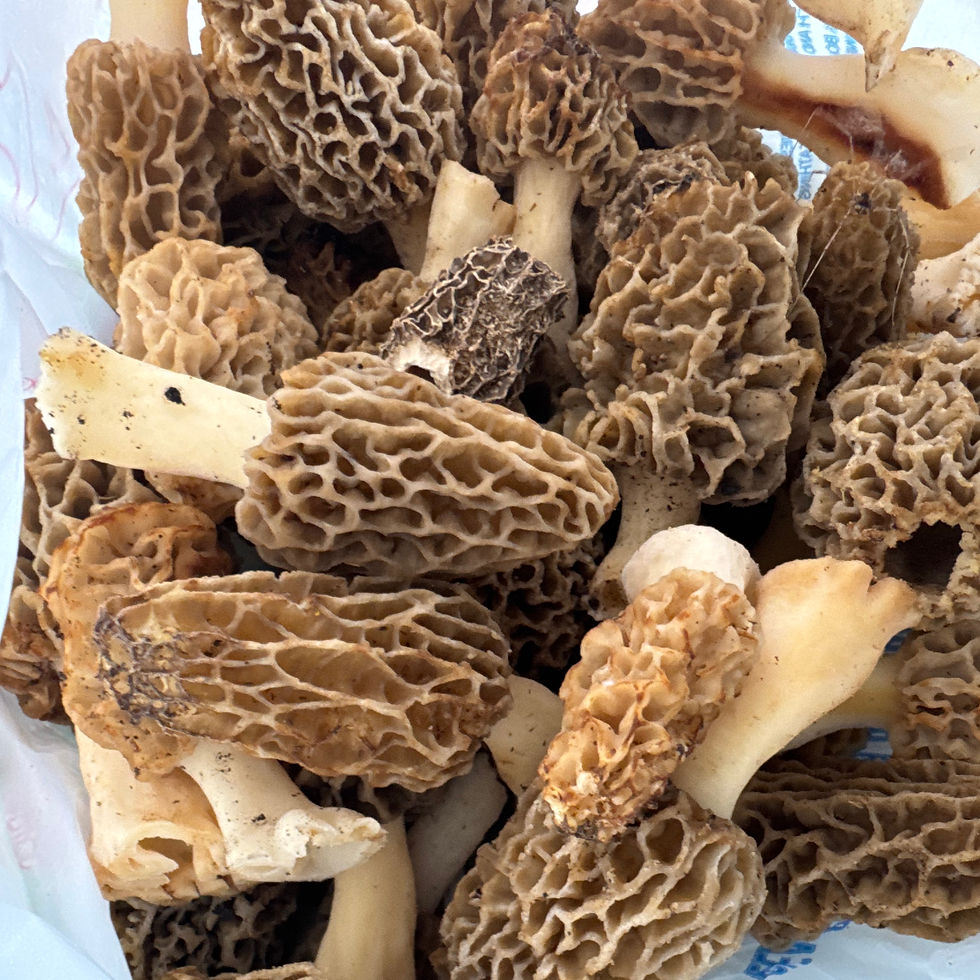 Close-up of freshly foraged morel mushrooms with earthy textured caps and creamy stems