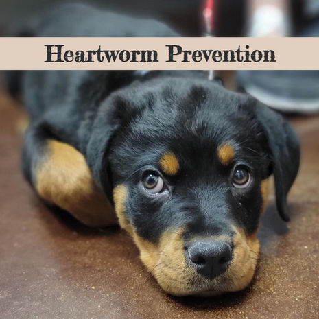 Heartworm Disease Prevention