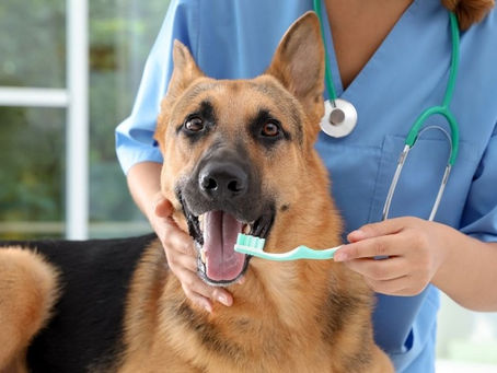 dental clinic in Victoria.