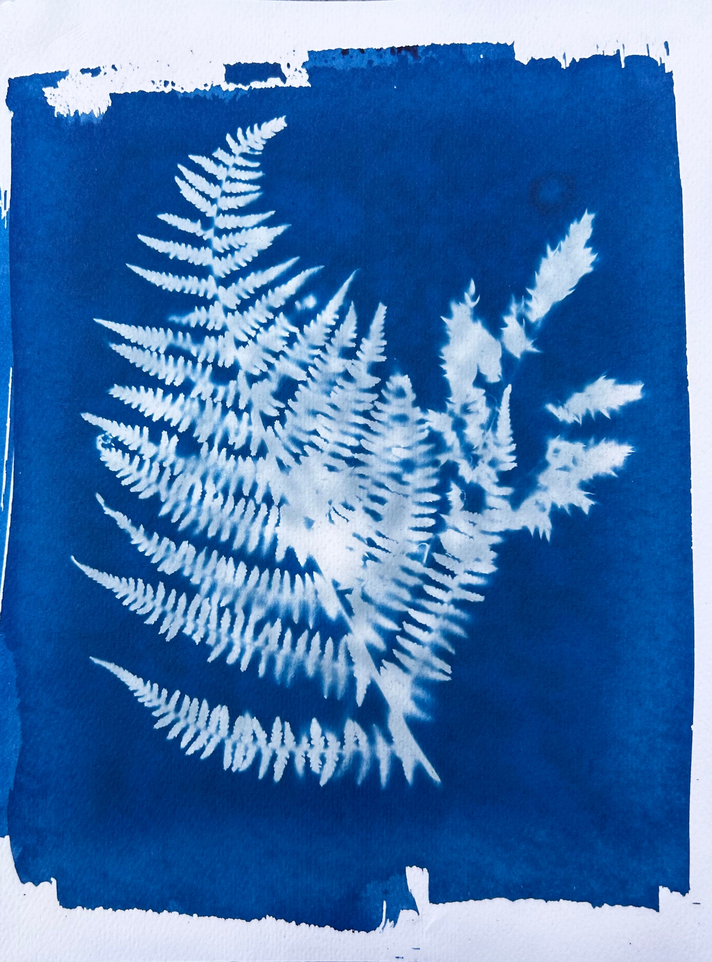 Fern