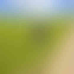 Ayelet out in the fields during war times