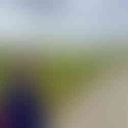 so many wild flowers!