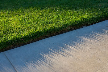 A neat green grass lawn in the early morning sunlight against a clean concrete sidewalk.jp
