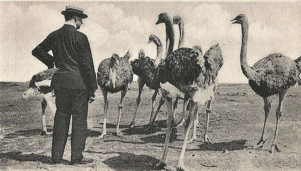emu war of autralia