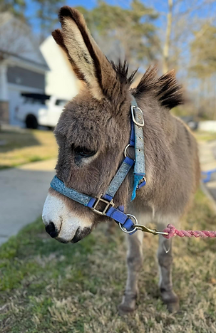 Screenshot 2025-08-03 at 10.54.06 AM.png