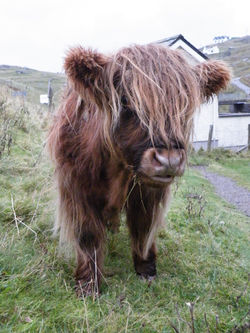Auld fashioned coo