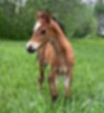 2 weeks old