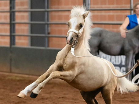 Alvesta Ponies at 2026 American Nationals