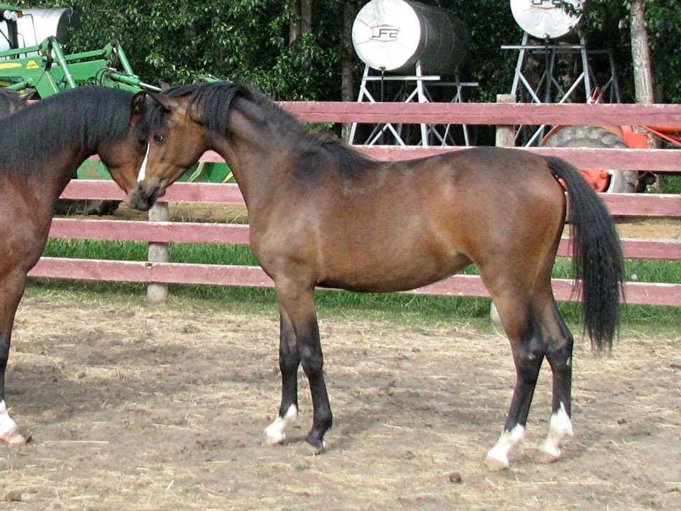 Alvesta Electra, yearling
