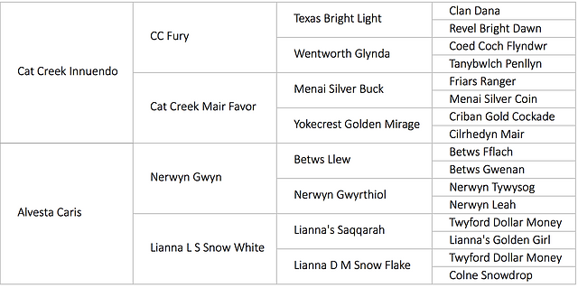Infinity pedigree.png