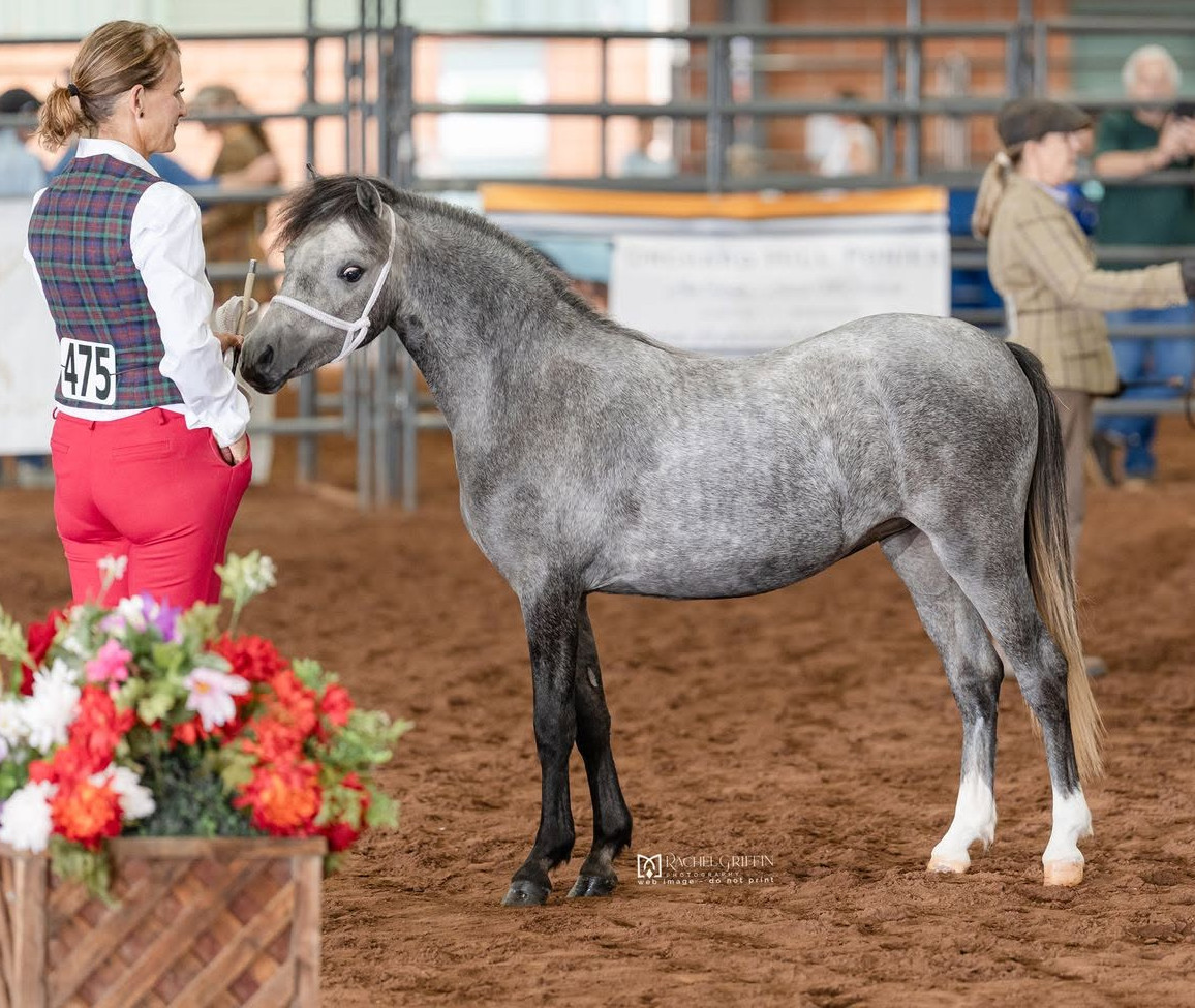 GreyGlyn Sabrina, yearling filly by GreyGlyn Brighton, Kan.