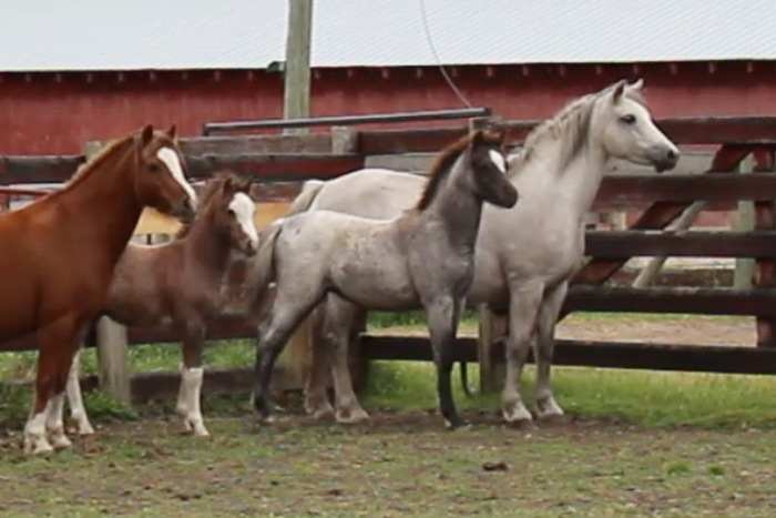 Alvesta Oberon and friends