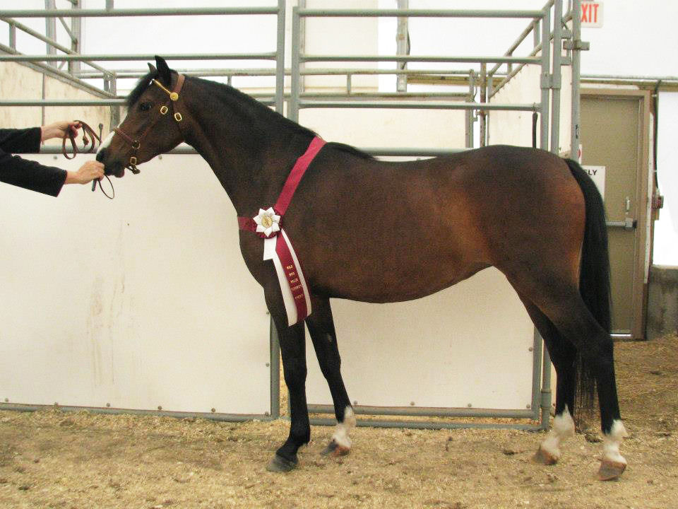 Alvesta Electra as a young mare