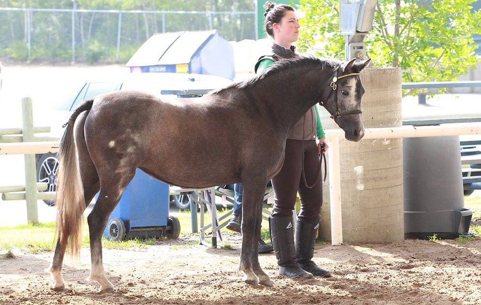 Alvesta Angelina (2 yrs)