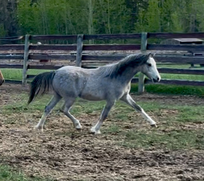yearling