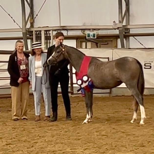 Alvesta Alys