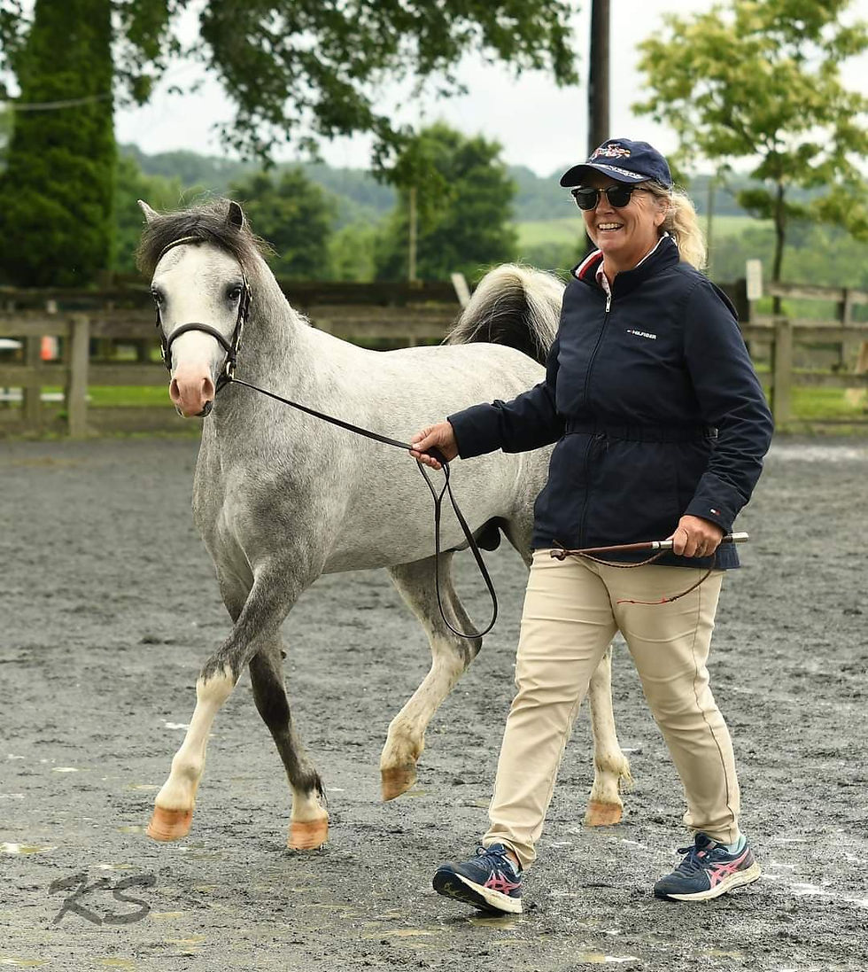 Alvesta Ianto - yearling