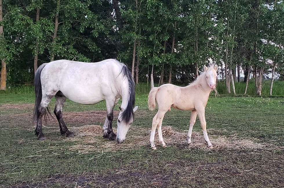 Alvesta Austin and Caris