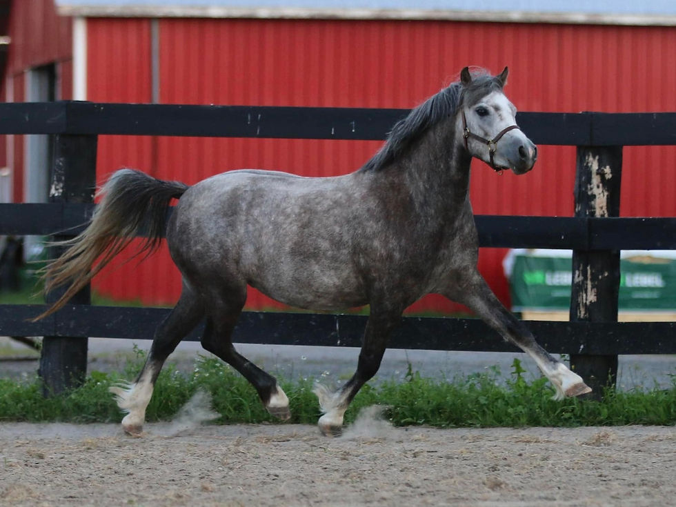 Alvesta Islyna_2022